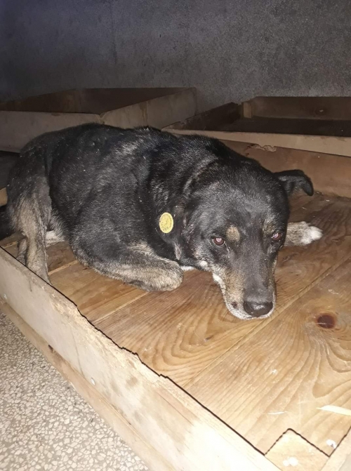 მეტისი უსახელო