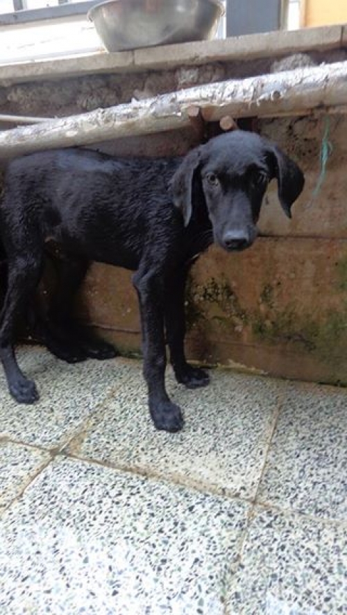 მეტისი უცნობი