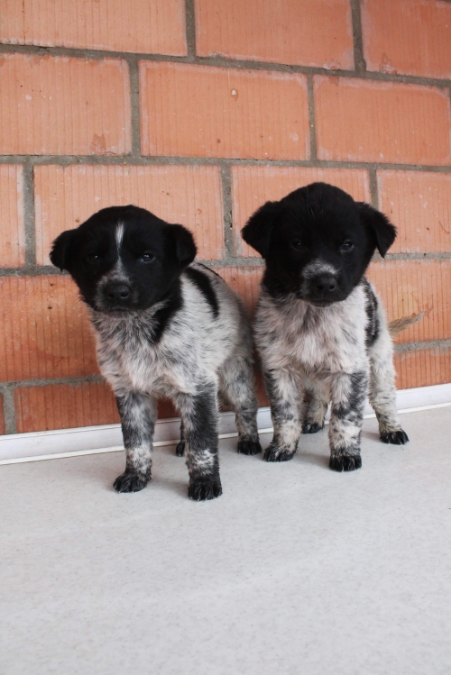 მეტისის ლეკვები უსახელო