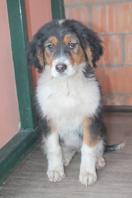 სპანიელის მეტისი უსახელო