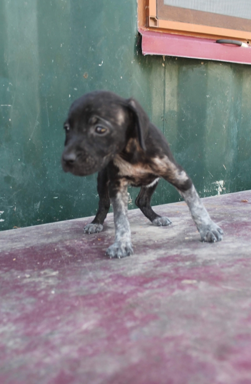 მეტისი უსახელო