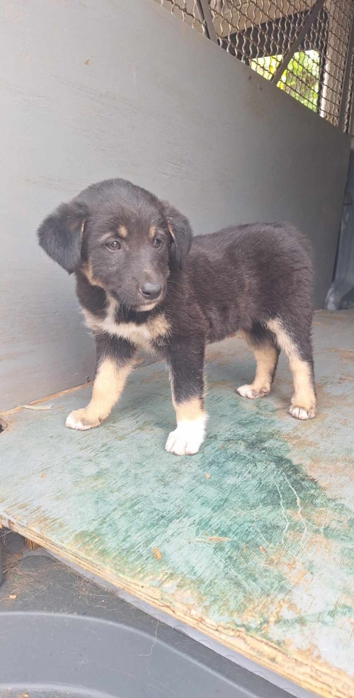 მეტისი უსახელო