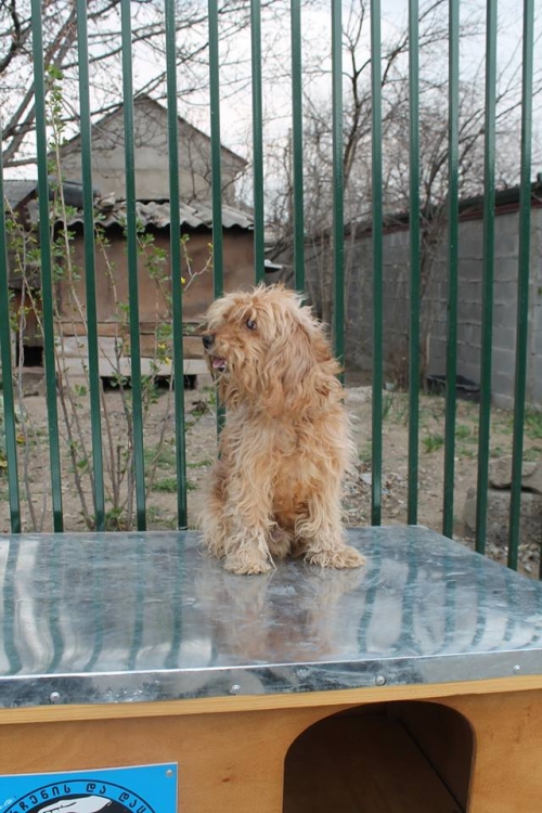 ბალონკა მიკი