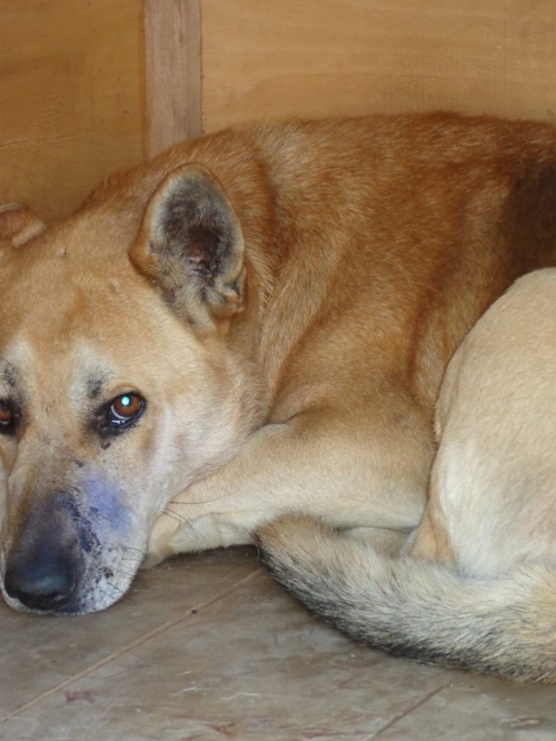 მეტისი უსახელო