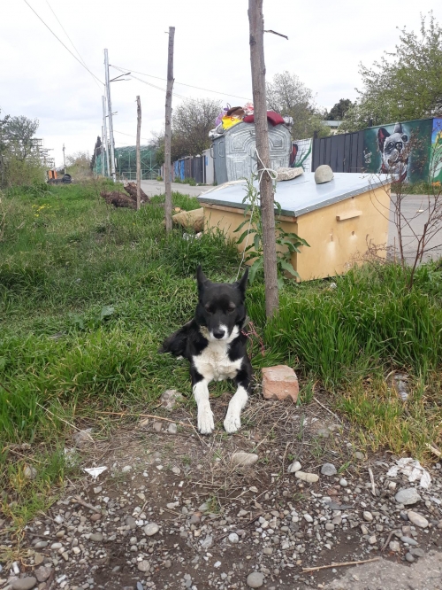 ლაიკა ლაიკა