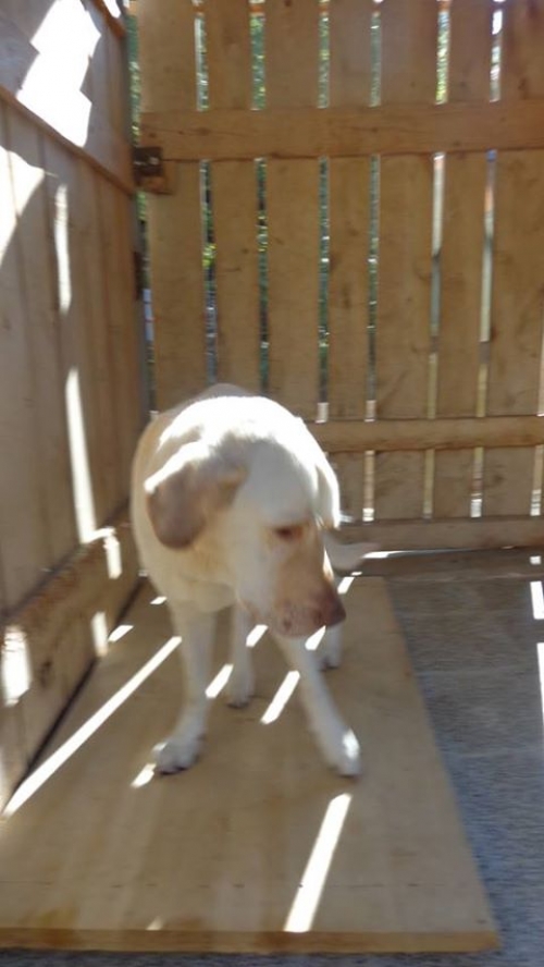 ლაბრადორი რექსი