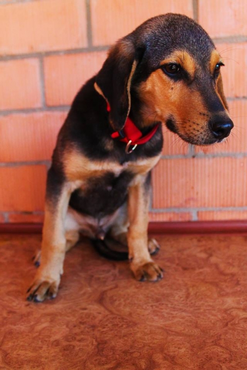 გონჩის მეტისი უსახელო