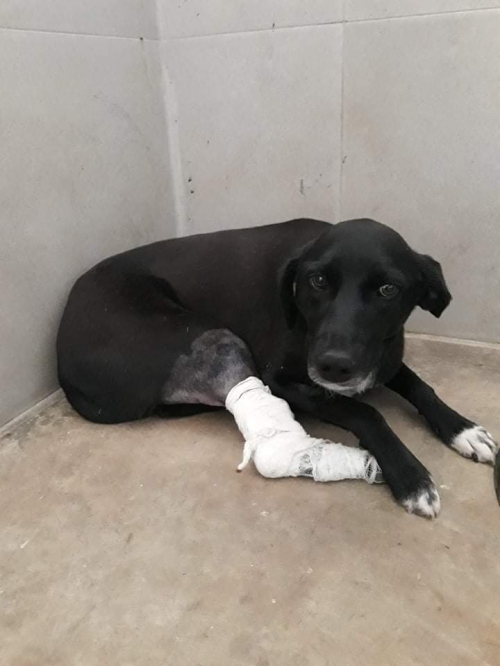 მეტისი სანდრო პეტრიძეს ქუჩა