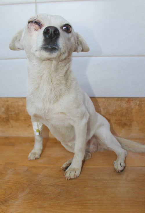 მეტისი უსახელო