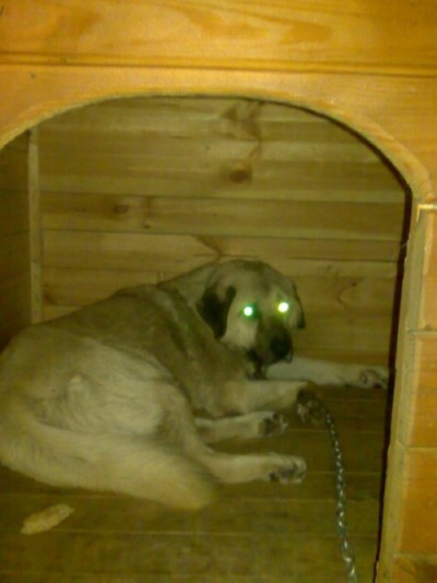 ქართული ნაგაზი ბინგო