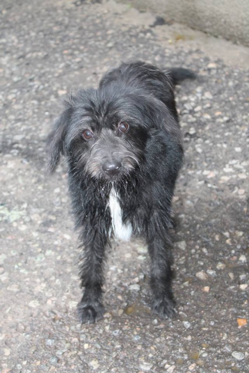 ბალონკა უსახელო