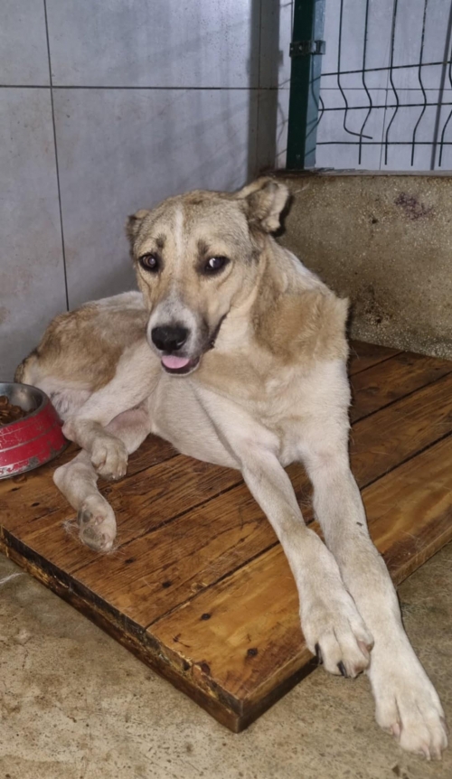 ქართული ქოფაკი მარნეული