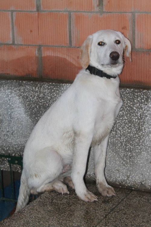 ლაბრადორის მეტისი მაქსი