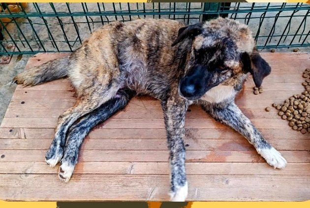 მეტისი. გორის თავშესაფრიდან