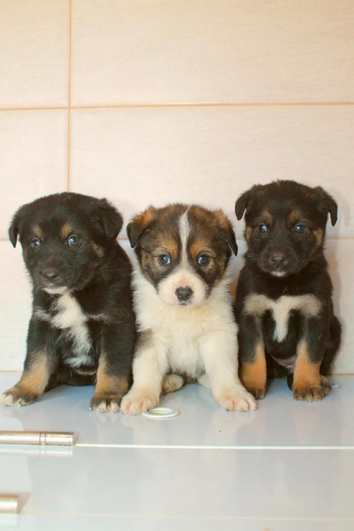 მეტისის ლეკვები უსახელო