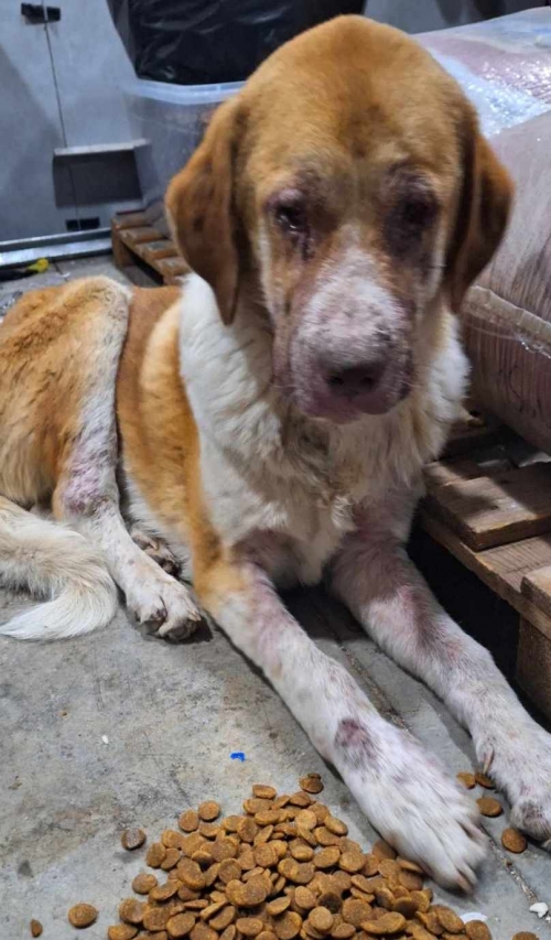 ქართული ქოფაკი გლდანი 8 მიკ. 23 კორპუსი