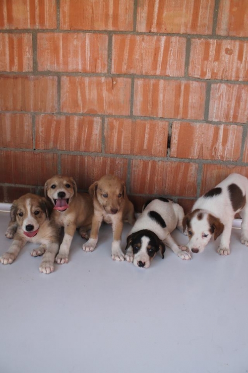 მეტისის ლეკვები უსახელო