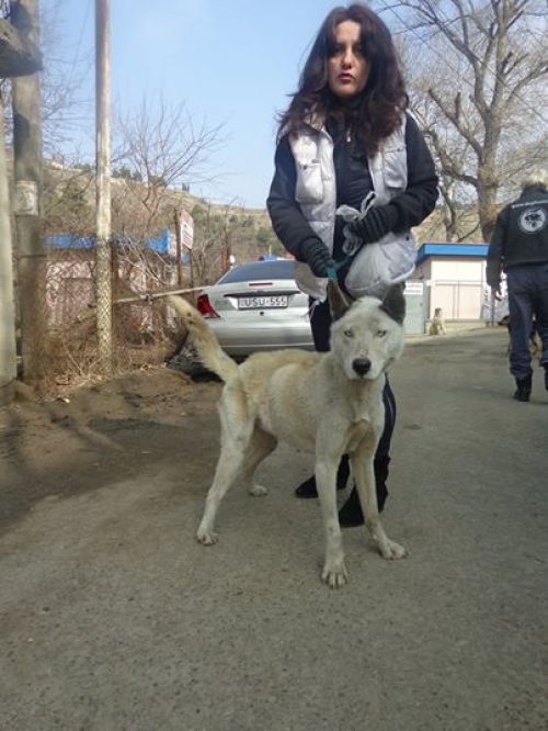 ლაიკა უსახელო