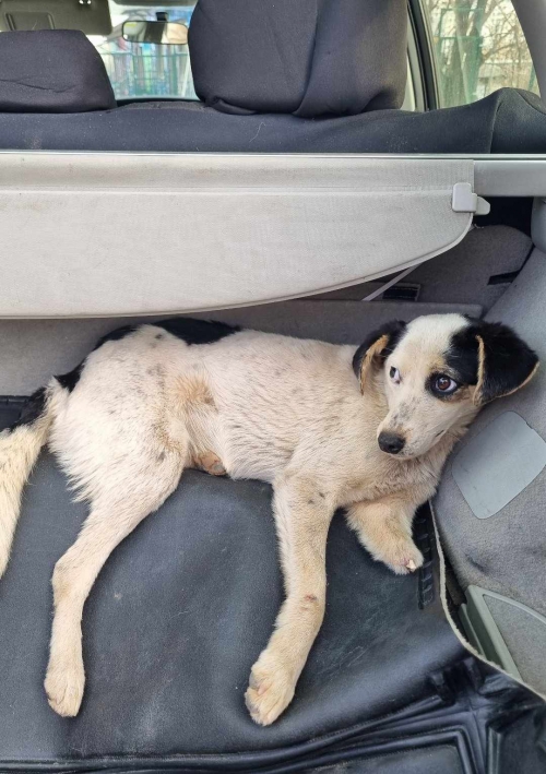 მეტისი ჭიათურა