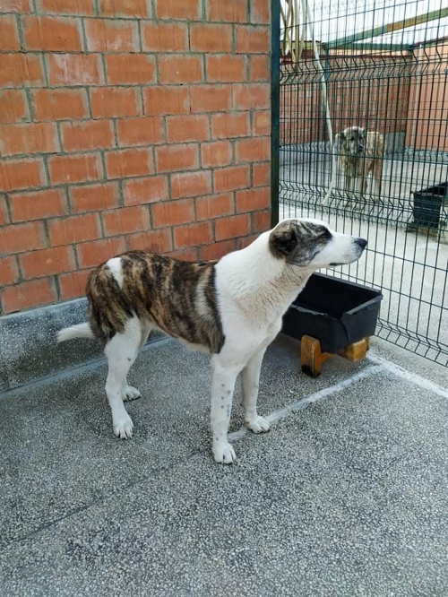 ქართული ქოფაკი მანი