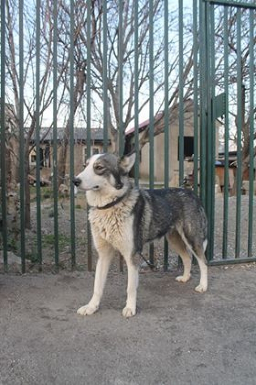 ლაიკა ჯული