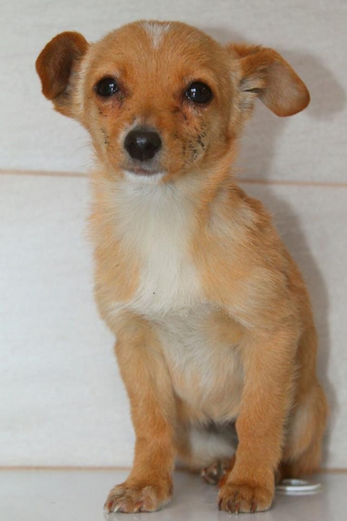 მეტისი უსახელო