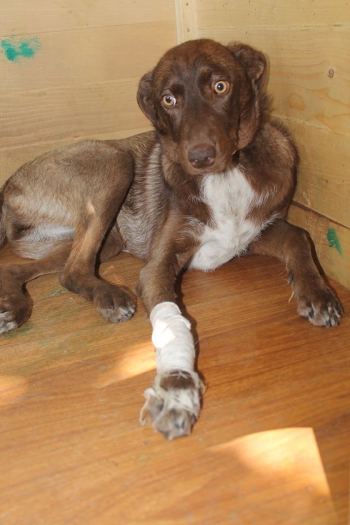 ლაბრადორის მეტისი ლედი