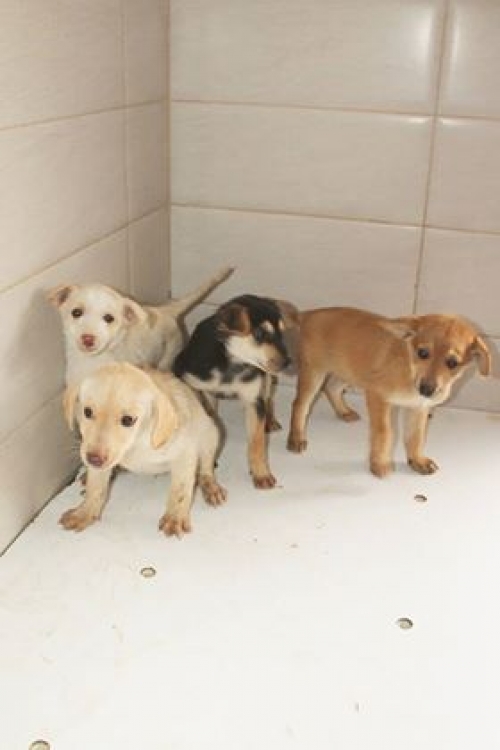 ქართული ქოფაკი უსახელო