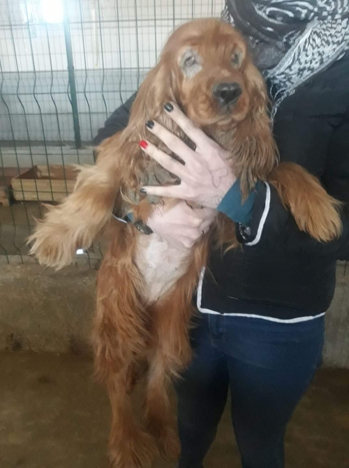 კოკერსპანიელი ჯესი