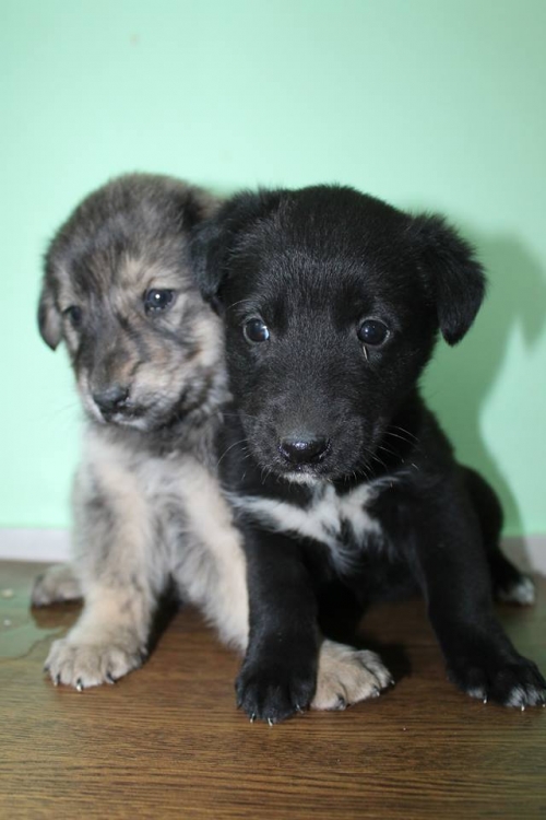 მეტისის ლეკვები უსახელო