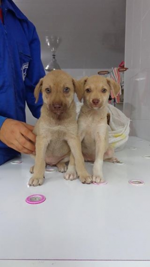 მეტისის ლეკვები უსახელოები