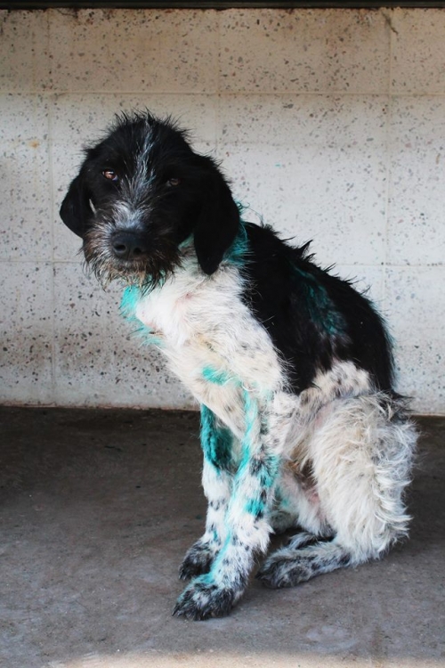 დრათხარის მეტისი ჯეკა