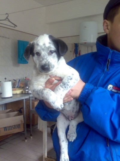 * გაჩუქებულები