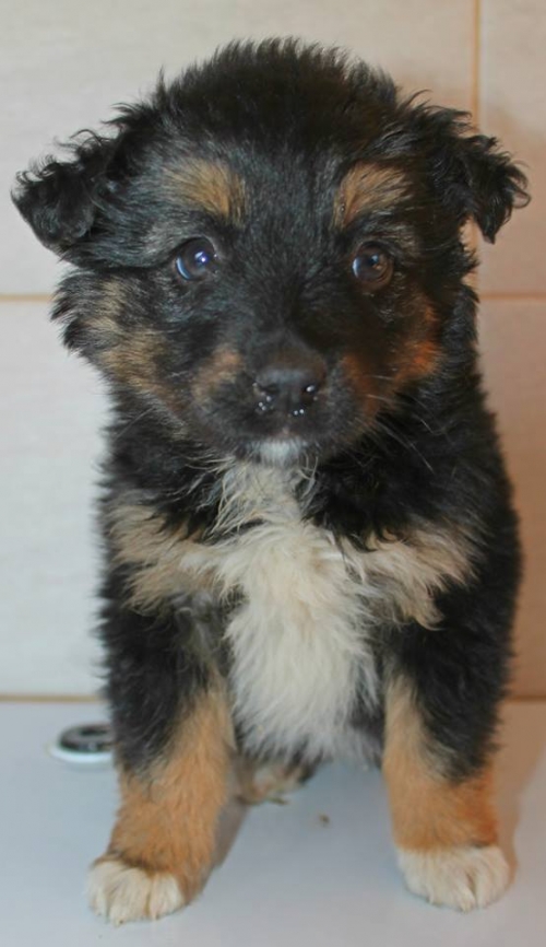 მეტისი ჯესი