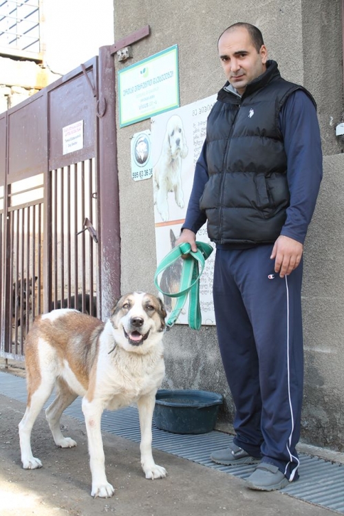 ქართული ნაგაზი უსახელო