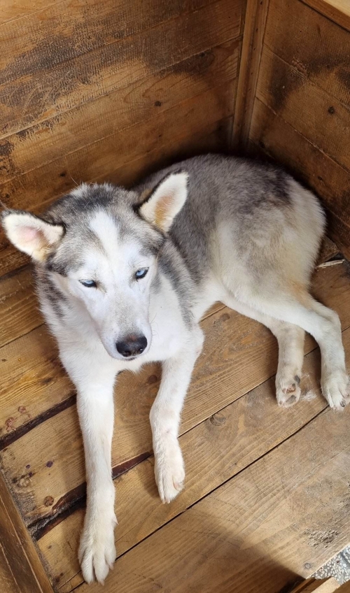 ლაიკა წერეთელი