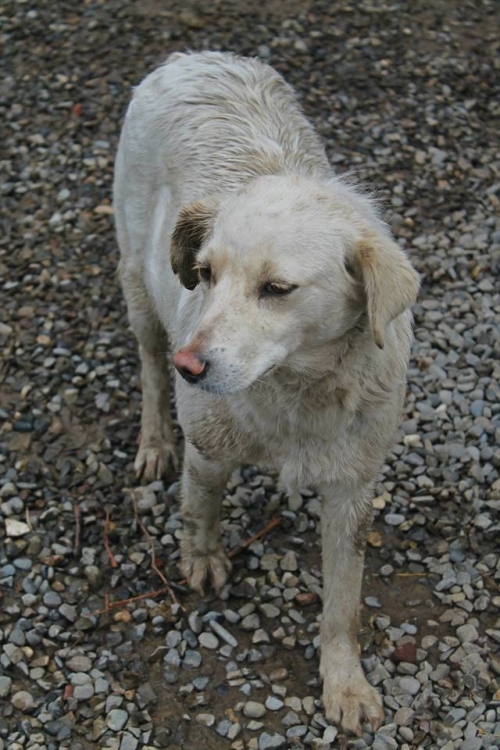 მეტისი ციკანა