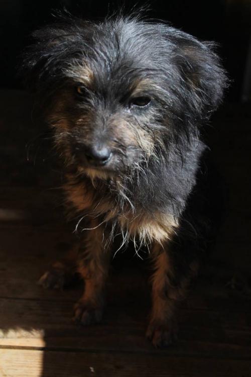 მეტისი უსახელო