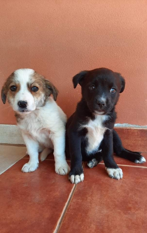 მეტისი გომბორის გზაზე იპოვეს