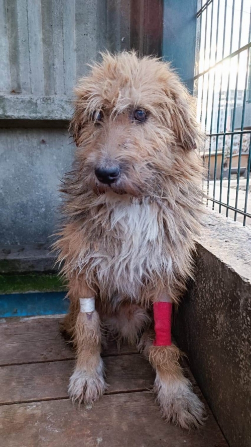 ბალონკა ბაგები