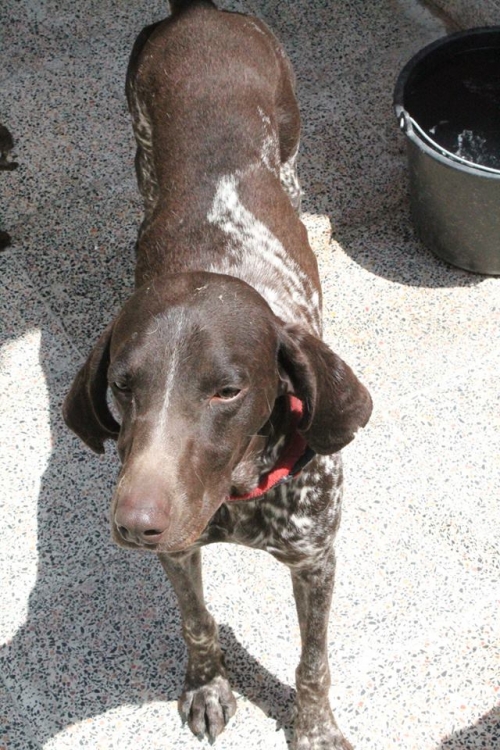 კურცხაარი პელე