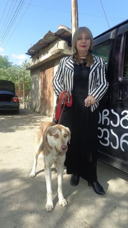 მეტისი უსახელო