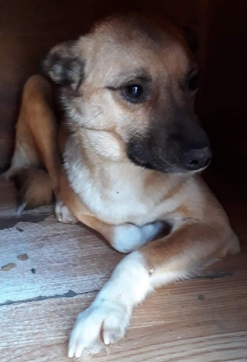 მეტისი უსახელო