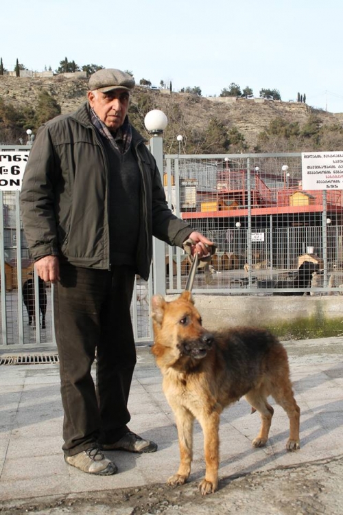 გერმანული ნაგაზი ჯესი