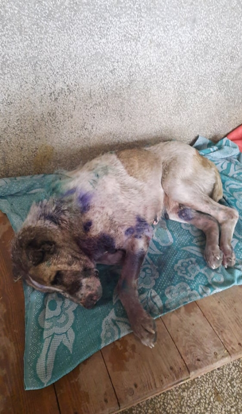 ქართული ქოფაკი კოდა, ჭრელა