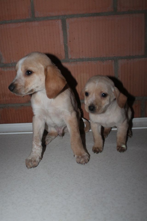 მეტისის ლეკვები უსახელო