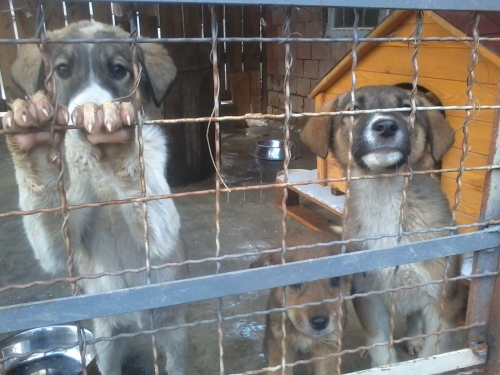 მეტისის ლეკვები უსახელო