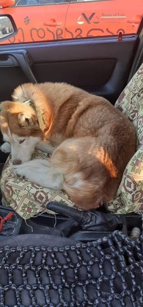 ლაიკა უსახელო