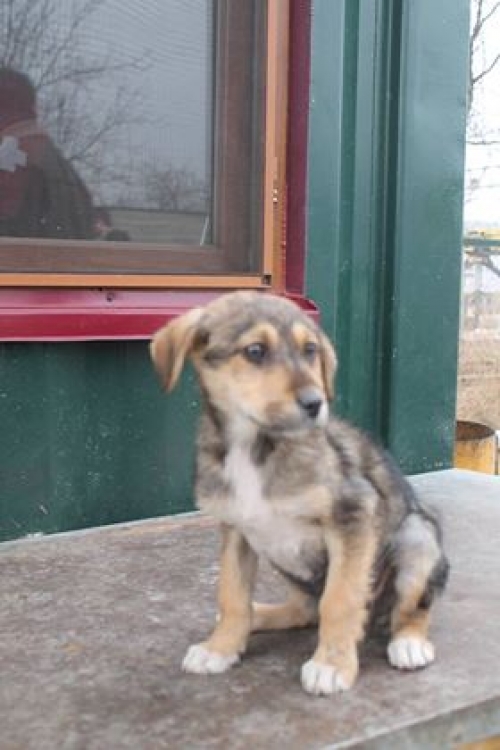 ქართული ქოფაკი უსახელო