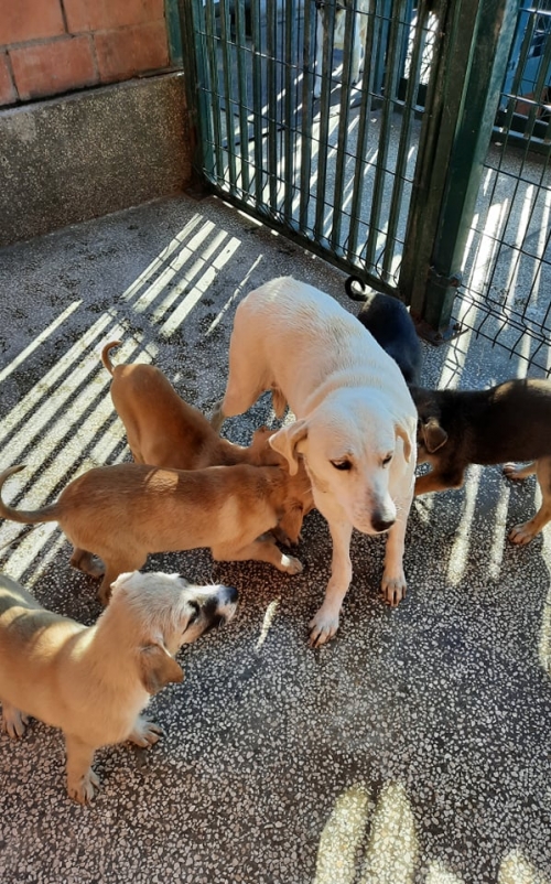 მეტისი გლდანის 7 მიკრო